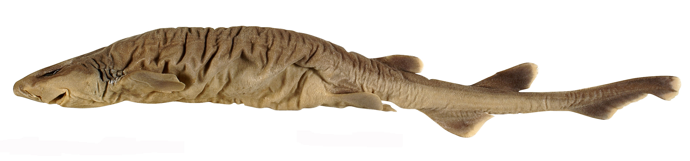 (Parmaturus Garman, 1906) Род ПАРМАТУРУСЫ, КОШАЧЬИ АКУЛЫПАРМАТУРУСЫ 9